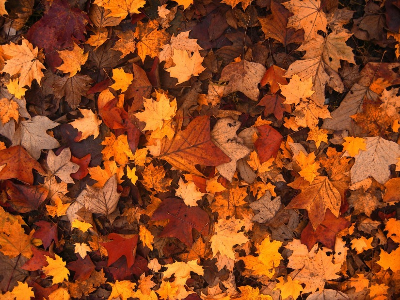 fall-foliage-111315_1920